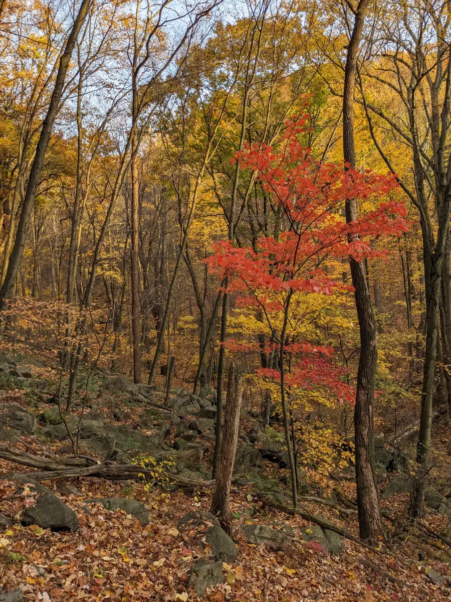 Autumn red maple in a western Pennsylvania forest — from westernpa.photos